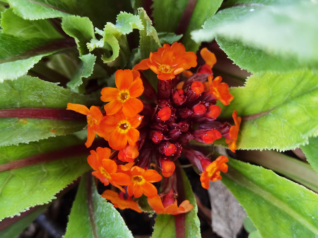 Primula aurantiaca